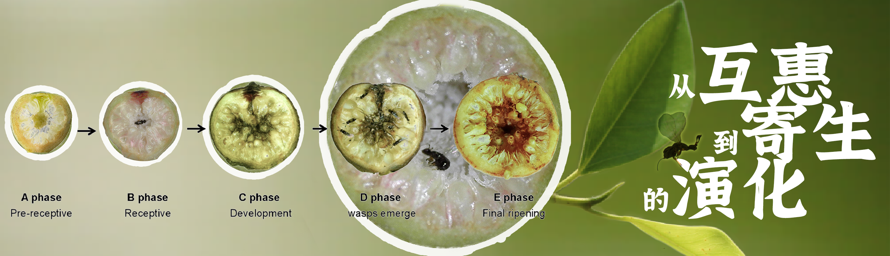 传粉榕小蜂：从互惠到寄生的演化-V.png